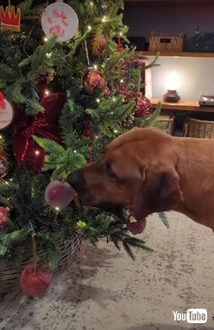 サンタさん来ないよ