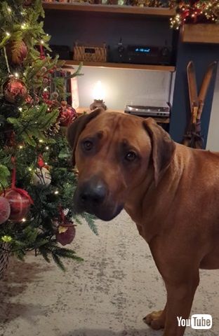 サンタさん来ないよ