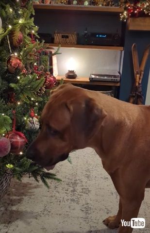 サンタさん来ないよ