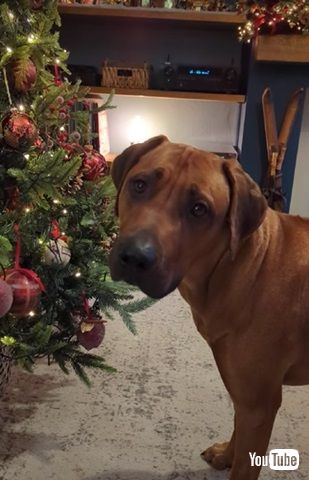 サンタさん来ないよ