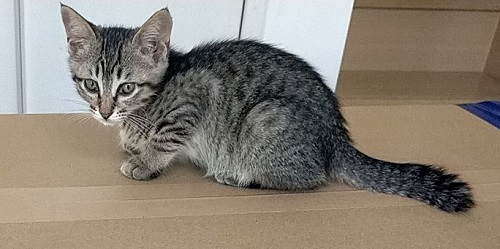 保護猫
