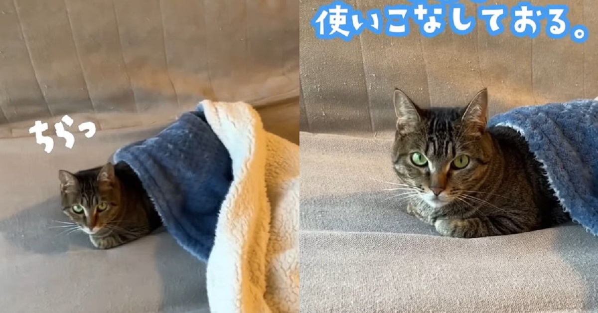 大雨警報の中、ずぶ濡れで震えていた子猫が今では……　毛布を使いこなすぬくぬくな姿に「使い方正解すぎて」「可愛い〜」（1/2） | ねとらぼ