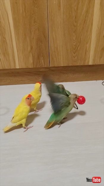 ゴールするインコ