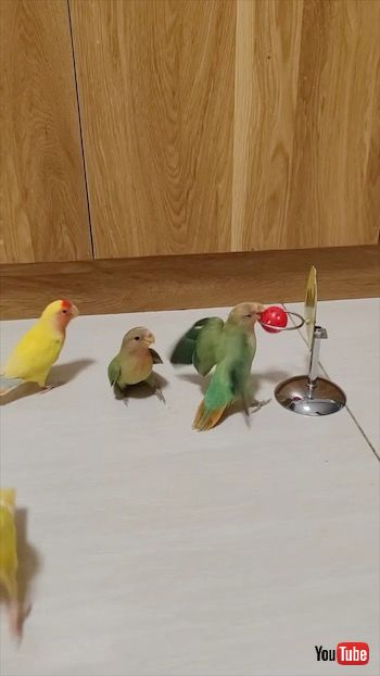 ゴールする緑インコ