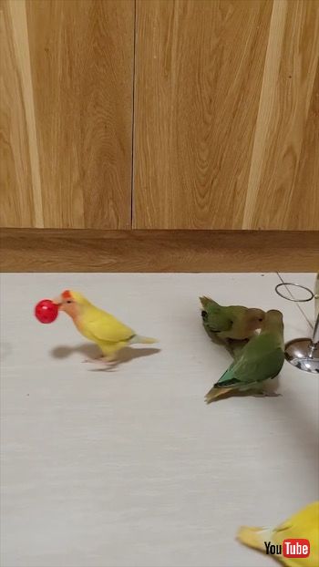 インコたち
