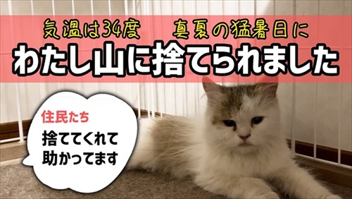 ケージの中の保護猫