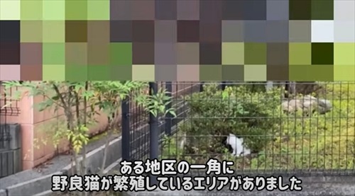 野良猫が繁殖しているエリア