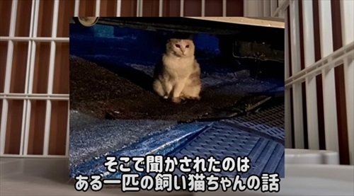 放し飼いの飼い猫