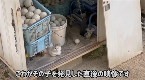 山に捨てられていた猫