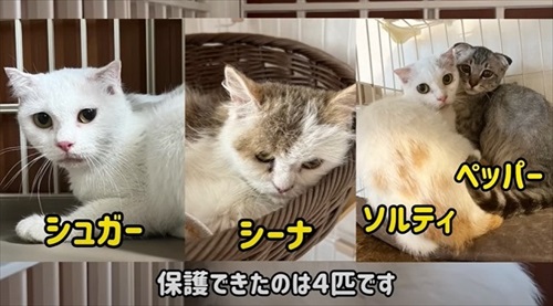 山に捨てられていた4匹の猫
