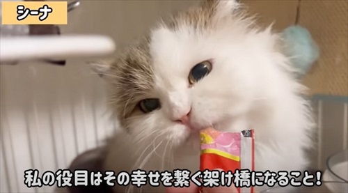 山に捨てられていた猫たちを保護