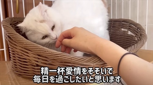 保護された猫