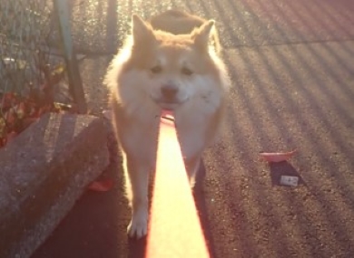 犬のリードが光って見える写真