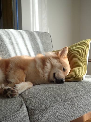 ソファで寝る犬