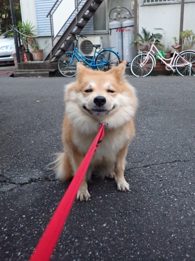 散歩中に立ち止まる犬