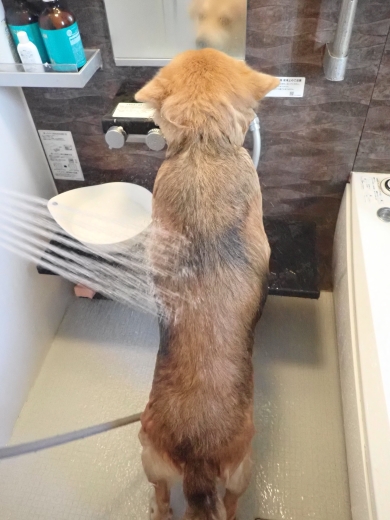 シャワーを浴びる犬