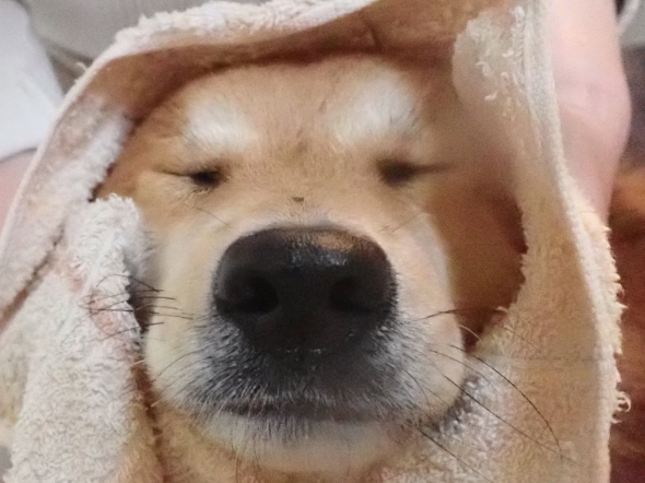 タオルで体を拭く犬