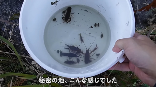 こんな感じでした