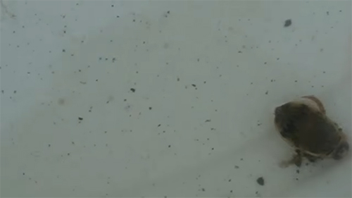 ハイイロゲンゴロウ