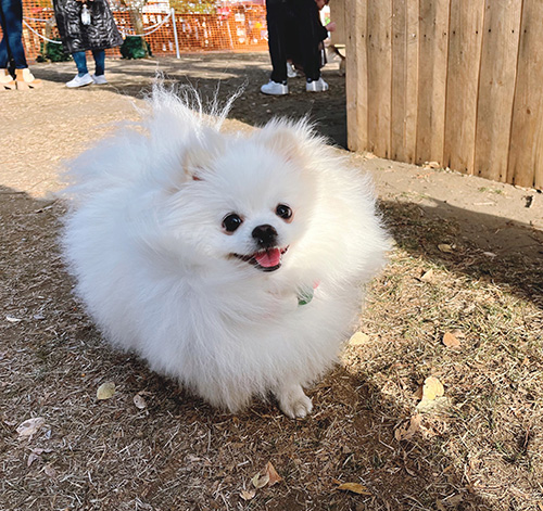 ドッグランを楽しむおこめくん
