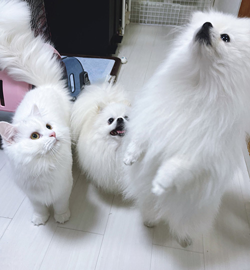 3匹