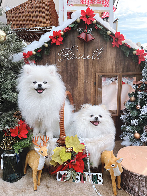 クリスマス