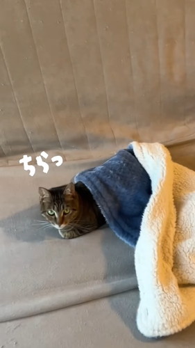 「自ら毛布に入り込んでくつろぐ猫。」