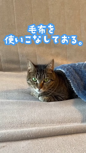 「自ら毛布に入り込んでくつろぐ猫。」