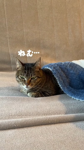 「自ら毛布に入り込んでくつろぐ猫。」
