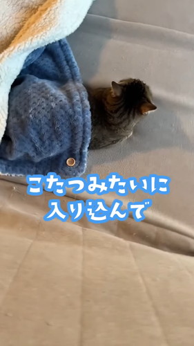 こたつのような猫