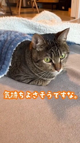 気持ちいい猫