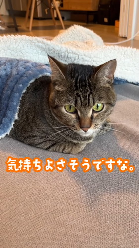「自ら毛布に入り込んでくつろぐ猫。」