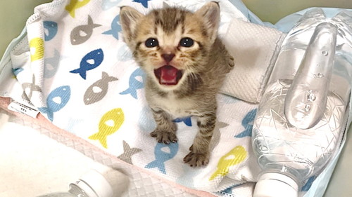 小さかったあめちゃん