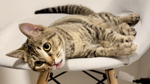 ごろごろのあめちゃん