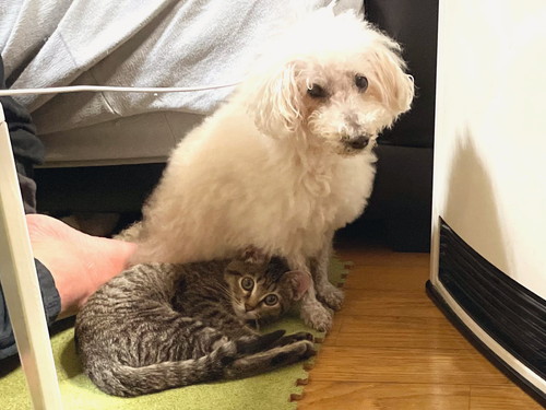 くっつくもこちゃんとあめちゃん