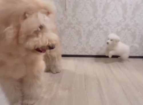 先輩犬と遊びたい大型犬の子犬跳びあがる