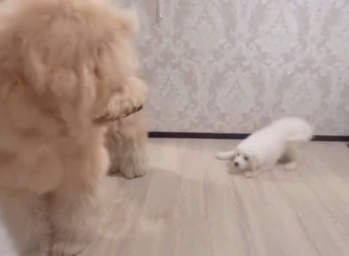 先輩犬と遊びたい大型犬の子犬が伏せる