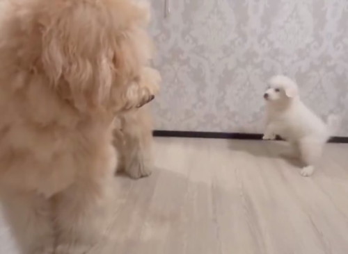 先輩犬と遊びたい大型犬の子犬が跳ねる