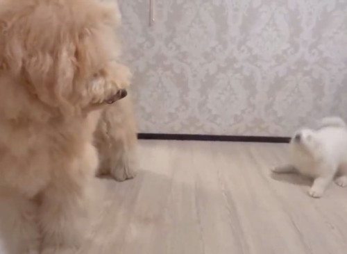 先輩犬と遊びたい大型犬の子犬