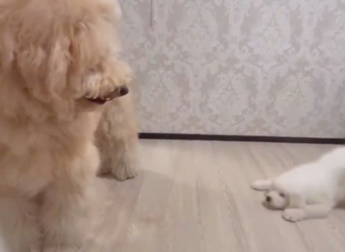 先輩犬と遊びたい大型犬の子犬