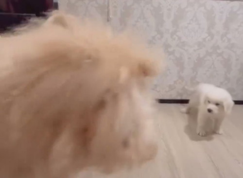 先輩犬と遊びたい大型犬の子犬