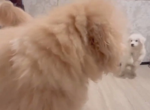 先輩犬と遊びたい大型犬の子犬を見る先輩犬