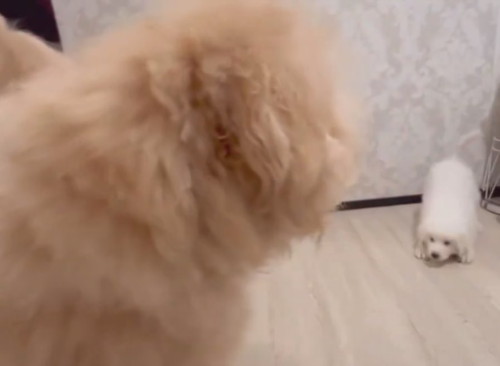 先輩犬と遊びたい大型犬の子犬をも守る先輩犬