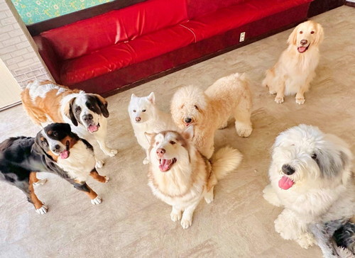 カフェの大型犬たち