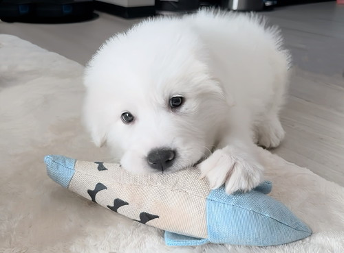 グレートピレニーズの子犬