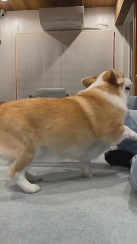 ジャンプすると思ったら