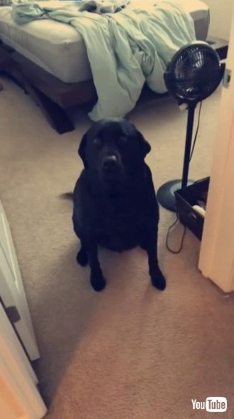 うれしそうにしっぽを振る犬