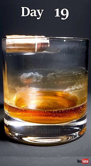 タイムラプス 実験 ウィスキー