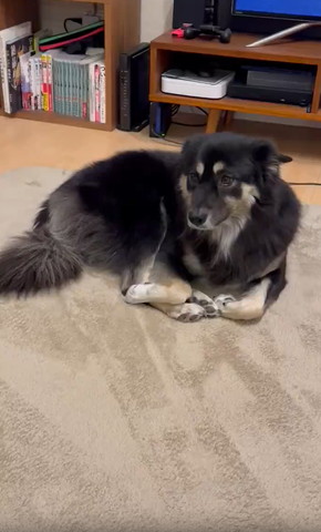 前足丸めてるワンコ