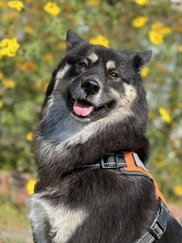 笑ってるワンコ